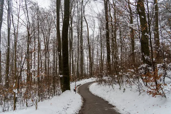 Ormanda bir kış yürüyüşü: Karla kaplanmış huzurlu yollar, doğanın dinginliğinin taze, temiz havayla buluştuğu yer.