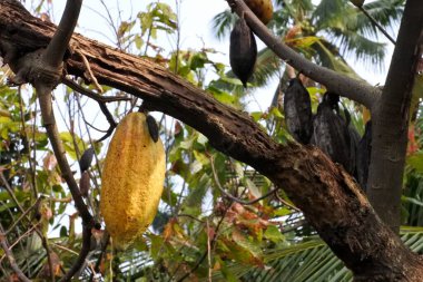 Kakao meyvesinin seçici odak noktası ya da çiftçiler tarafından toplanan Theobroma kakaosu.