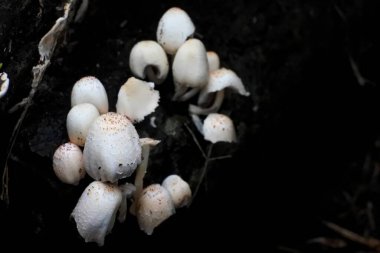 Çürümüş ve nemli ağaç gövdelerinde yetişen mantarların, mantarların veya Coprinopsis mexicana 'nın seçici odak noktası.