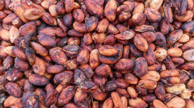 Kurutulmuş çiğ kakao çekirdeği veya Theobroma kakaosu..