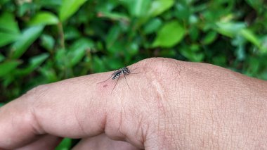 İnsan derisinden beslenen çizgili sivrisineklere yakın plan. Sivrisinekler dang humması ve sıtma taşıyıcılarıdır. Seçici odak
