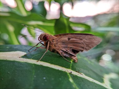 Bir kelebeğe, güveye ya da bir yaprağa Heterocera 'ya yaklaş.
