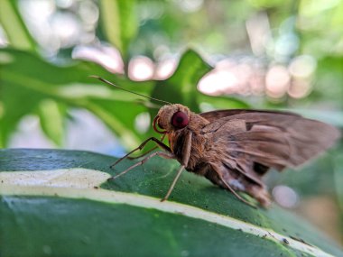 Bir kelebeğe, güveye ya da bir yaprağa Heterocera 'ya yaklaş.