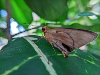 Bir kelebeğe, güveye ya da bir yaprağa Heterocera 'ya yaklaş.