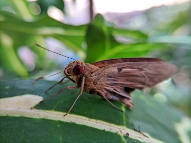 Bir kelebeğe, güveye ya da bir yaprağa Heterocera 'ya yaklaş.