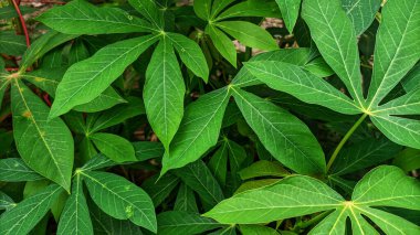 Cassava yapraklarının seçici odak noktası.