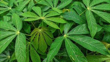 Cassava yapraklarının seçici odak noktası.