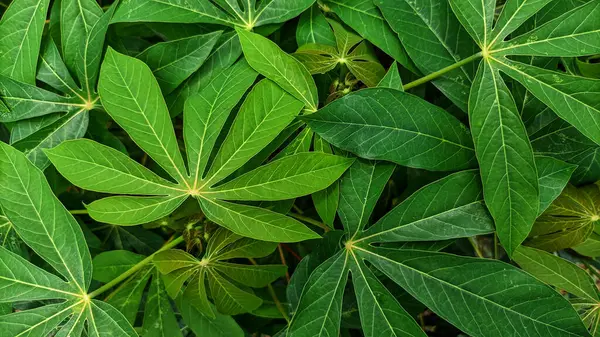 Cassava yapraklarının seçici odak noktası.