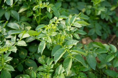 Ülkede birçok patates bitkisi ekildi..