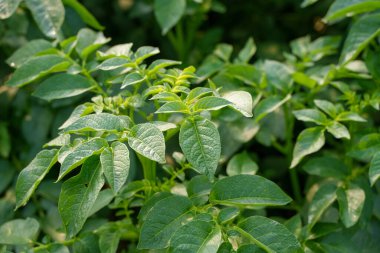 Ülkede birçok patates bitkisi ekildi..