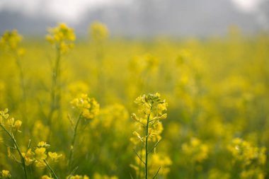 Uçsuz bucaksız tarlada hardal çiçekleri açtı..