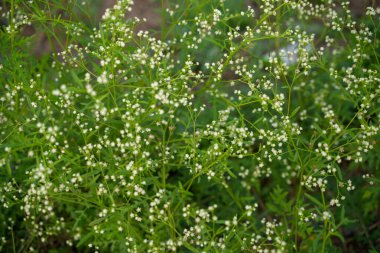 Partenyum zararlı bir bitkidir. İnsan vücudunda çeşitli hastalıklara neden olabilir..