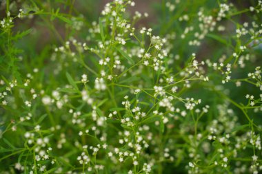 Partenyum zararlı bir bitkidir. İnsan vücudunda çeşitli hastalıklara neden olabilir..