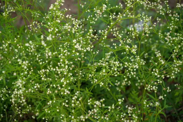 Partenyum zararlı bir bitkidir. İnsan vücudunda çeşitli hastalıklara neden olabilir..