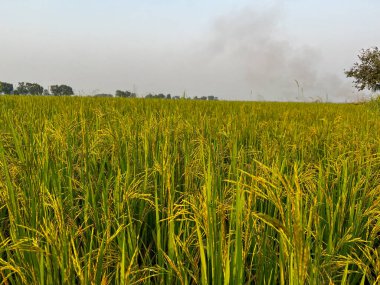  Altın pirinç güneşte parlıyor Bu güzel doğada.
