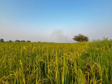  Altın pirinç güneşte parlıyor Bu güzel doğada.