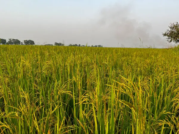  Altın pirinç güneşte parlıyor Bu güzel doğada.