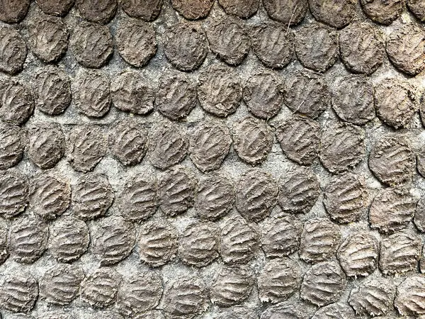  Evin duvarlarına inek gübresi bulaşmış..