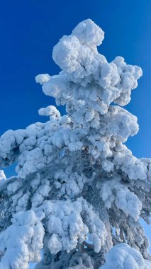 Kışın karla kaplı ağaç