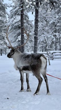 Kışın Laponya 'da ren geyiği