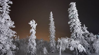 Karla kaplı ağaçlarla kaplı kış manzarası