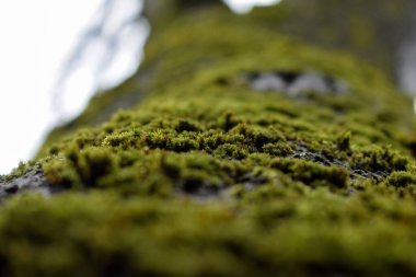 Ağaç gövdesi yeşil yosunla kaplı.