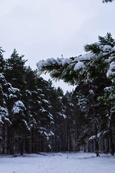 Çam Ormanındaki Karlı Orman