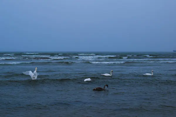 Dalgalı Denizde Kuğular
