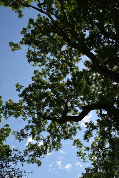 Bulutlu Mavi Gökyüzüne Karşı Ağaç Örtüsü