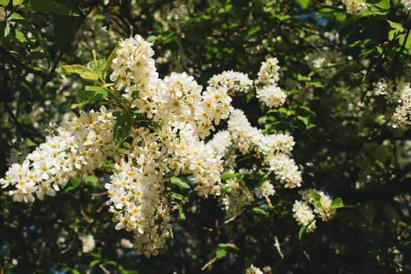 Estonya 'da Çiçekli Kuş Kiraz Ağacı
