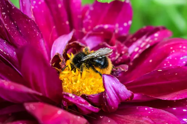 Magenta Dahlia Çiçeği üzerindeki yaban arısı