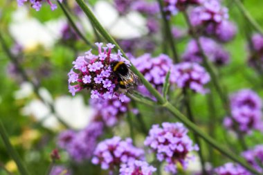 Mor Verbena Çiçeklerinden Bumblebee Nektar Topluyor