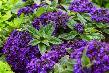 Mor Heliotrope Çiçekleri Açtı