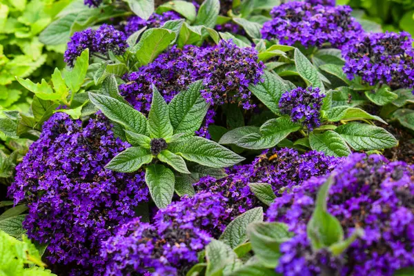 Mor Heliotrope Çiçekleri Açtı