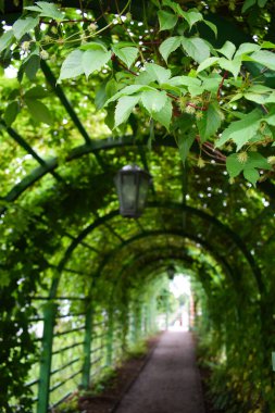 Tallinn Parkı 'nda Fenerli Yeşil Yürüyüş