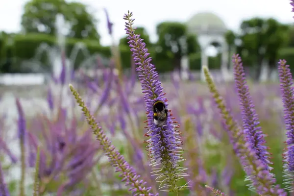 Tallinn Park 'ta Mor Culver' ın Kökü Üzerine Yaban Arısı