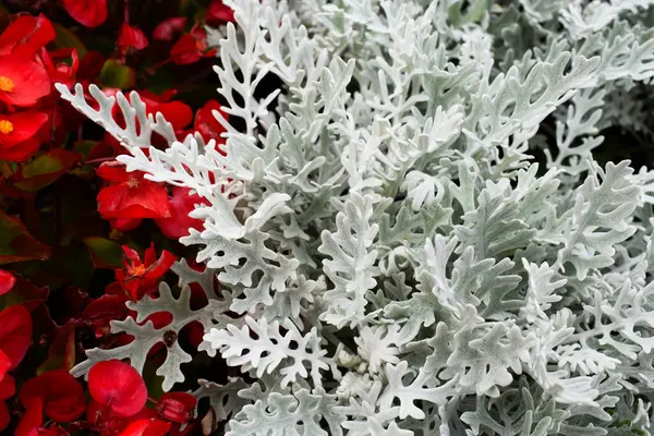 Gümüş Ragwort ve Kırmızı Begonya