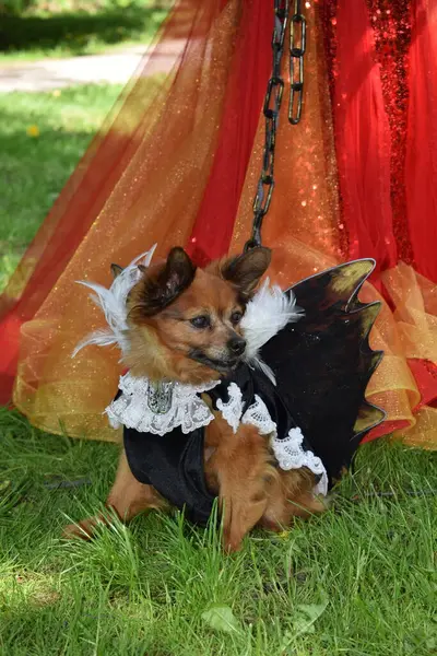 Tallinn Etkinliğinde Fantezi Kostümlü Köpek