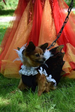 Tallinn Etkinliğinde Fantezi Kostümlü Köpek