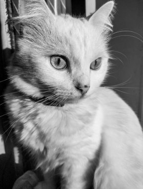 Bir Beyaz Kedi 'nin Siyah ve Beyaz Portresi
