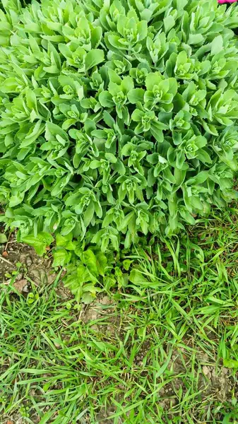 Bahçedeki yemyeşil Sedum Bitkisi