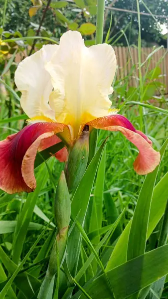 Bir Sakallı Iris Çiçek Açtı