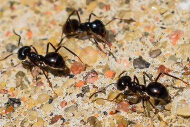 Üç Karınca Sandy Toprağı üzerinde çalışıyor