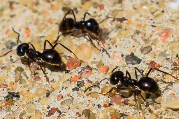 Üç Karınca Sandy Toprağı üzerinde çalışıyor