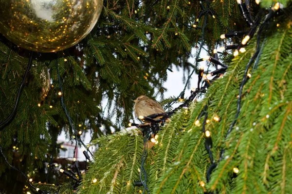 Tallinn 'deki Noel ağacına tünemiş küçük kuş.