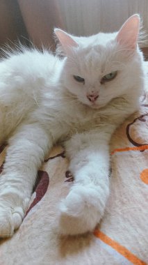 Uyumsuz Gözleriyle Beyaz Kedi Karyolada