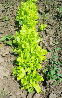 Taze Yeşil Marul Sıraları Güneşli Bahçede