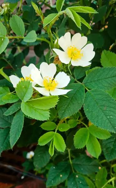 Tallinn 'deki Sarı Merkezli Beyaz Köpek Gülü Çiçeklerinin Yakın Çekimi