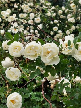 White Mock-Orange veya Jasmine Flowers kemer yolu
