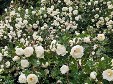 White Mock-Orange veya Jasmine Flowers kemer yolu